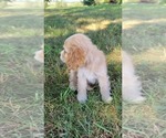 Small #2 Cocker Spaniel