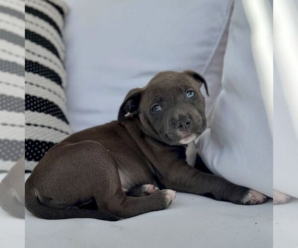 Medium Photo #5 Mutt Puppy For Sale in San Juan Capistrano, CA, USA