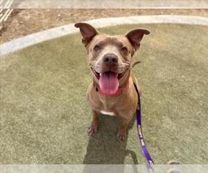 Mutt Dogs for adoption in Las Vegas, NV, USA