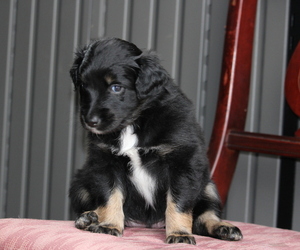 Australian Shepherd-Cadoodle Mix Puppy for sale in DALTON, PA, USA