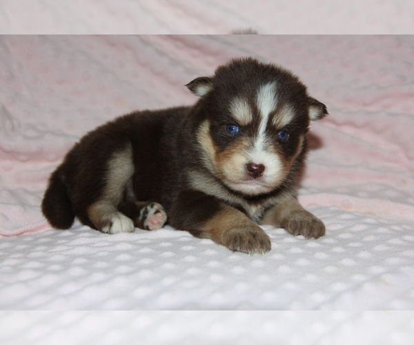 Medium Photo #4 Pomsky Puppy For Sale in DENTON, TX, USA