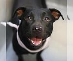 Small #2 American Staffordshire Terrier-Labrador Retriever Mix