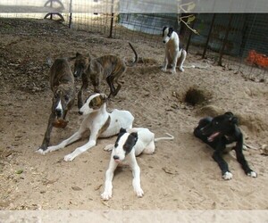 Greyhound Dog for Adoption in SAN ANTONIO, Texas USA