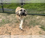 Small #3 Anatolian Shepherd-Rhodesian Ridgeback Mix