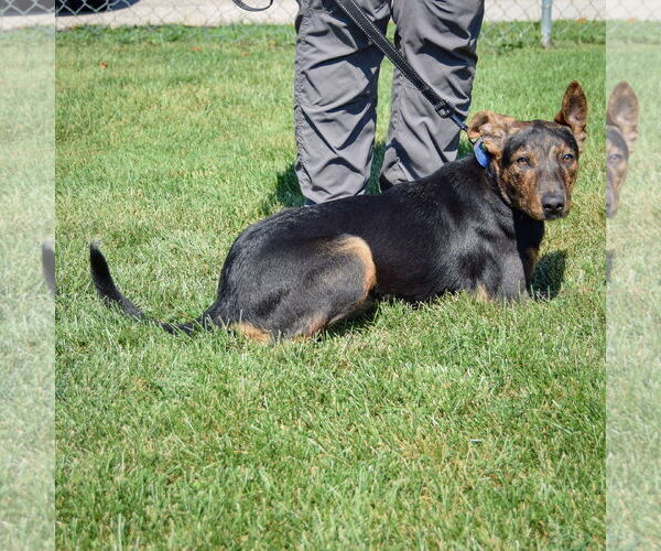 Medium Photo #4 German Shepherd Dog-Greyhound Mix Puppy For Sale in Huntley, IL, USA