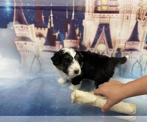 Aussiedoodle Miniature  Puppy for Sale in COMMERCE, Michigan USA
