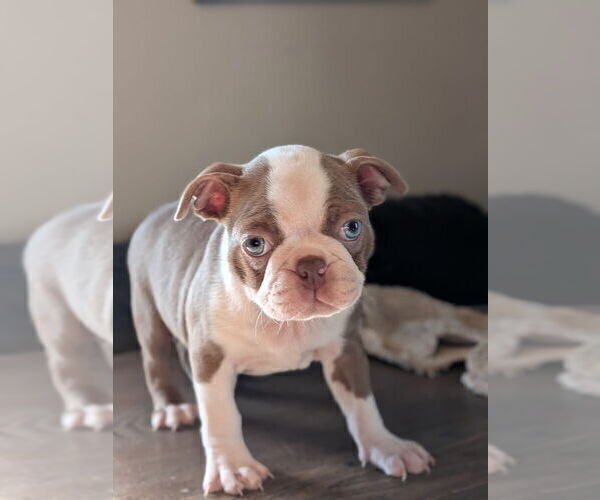 Medium Photo #19 Boston Terrier Puppy For Sale in GONIC, NH, USA