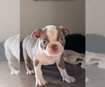 Small #2 Boston Terrier