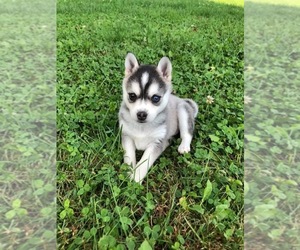 Alaskan Klee Kai Puppy for sale in WILLIAMSBURG, OH, USA