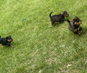 Biewer Yorkie Puppy for sale in PONTIAC, MI, USA
