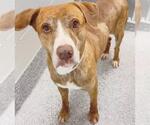 Small #1 Labrador Retriever Mix