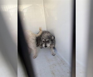 Maltese-Unknown Mix Dogs for adoption in Houston, TX, USA