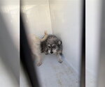 Small Maltese Mix