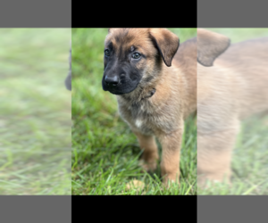 Malinois Puppy for Sale in AFTON, Virginia USA