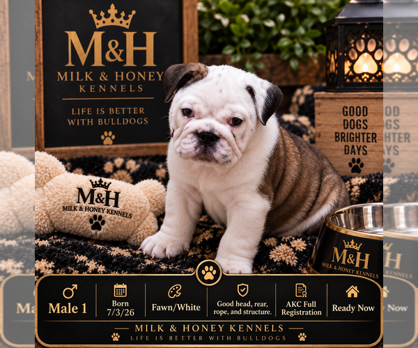 Medium Photo #1 English Bulldog Puppy For Sale in HENDERSON, KY, USA
