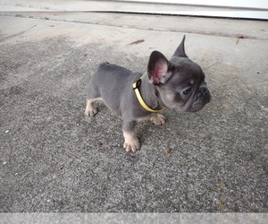 French Bulldog Puppy for sale in PORT CHARLOTTE, FL, USA