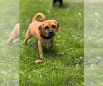 Small #2 Puggle