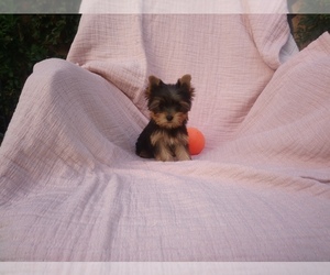 Yorkshire Terrier Puppy for sale in SIMI VALLEY, CA, USA