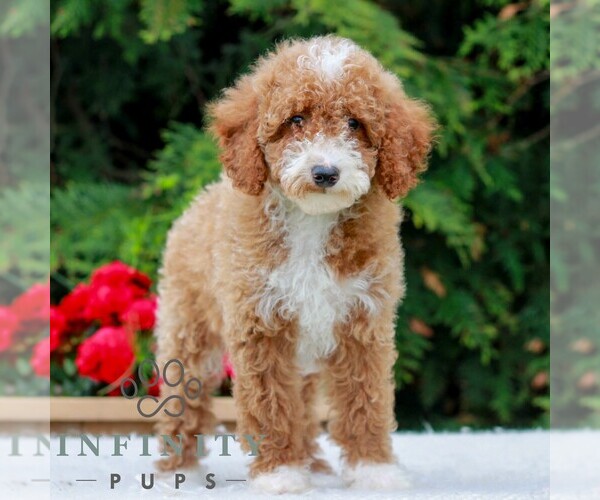 Medium Photo #6 Poodle (Miniature) Puppy For Sale in LITITZ, PA, USA
