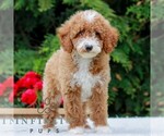 Small #5 Poodle (Miniature)