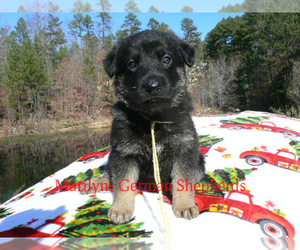 German Shepherd Dog Dog for Adoption in PIEDMONT, Missouri USA