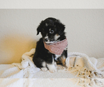 Small Photo #11 Miniature Australian Shepherd Puppy For Sale in FORT RUCKER, AL, USA