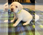 Small Photo #3 Labrador Retriever Puppy For Sale in SYCAMORE, IL, USA