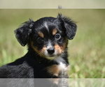 Image preview for Ad Listing. Nickname: Sir Onyx