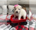 Small Photo #3 German Shepherd Dog Puppy For Sale in ALACHUA, FL, USA