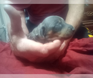 Dachshund Puppy for sale in GREENWOOD, SC, USA