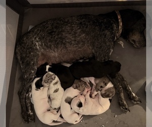 Catahoula Leopard Dog-German Shorthaired Pointer Mix Litter for sale in WASHINGTON COURT HOUSE, OH, USA