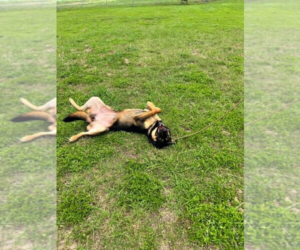 Medium Photo #2 Mutt Puppy For Sale in Abbeville, LA, USA