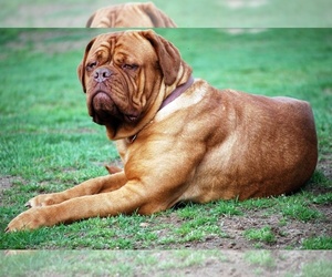 Dogue de Bordeaux Puppy for sale in ANDOVER, CT, USA