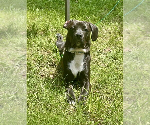 Medium Photo #4 Labbe Puppy For Sale in Brewster, NY, USA