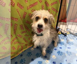 Mutt Dogs for adoption in Jackson Township, NJ, USA