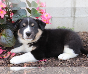 Norwegian Elkhound-Unknown Mix Puppy for sale in SHILOH, OH, USA