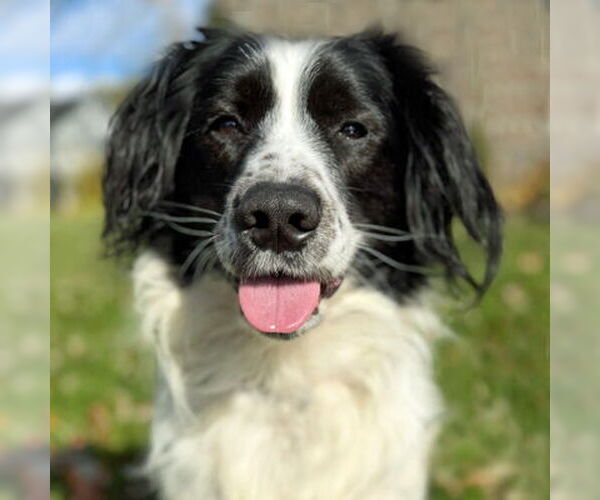 Medium Photo #12 Cocker Spaniel Puppy For Sale in Arlington, VA, USA