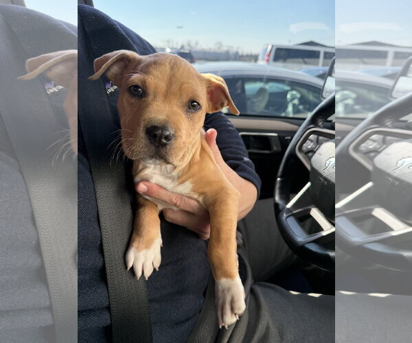 Medium Photo #8 Mutt Puppy For Sale in Derwood, MD, USA