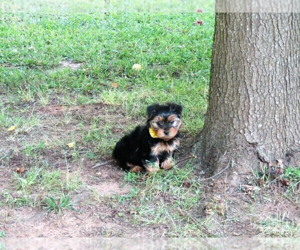Medium Photo #2 Yorkshire Terrier Puppy For Sale in NICHOLSON, GA, USA