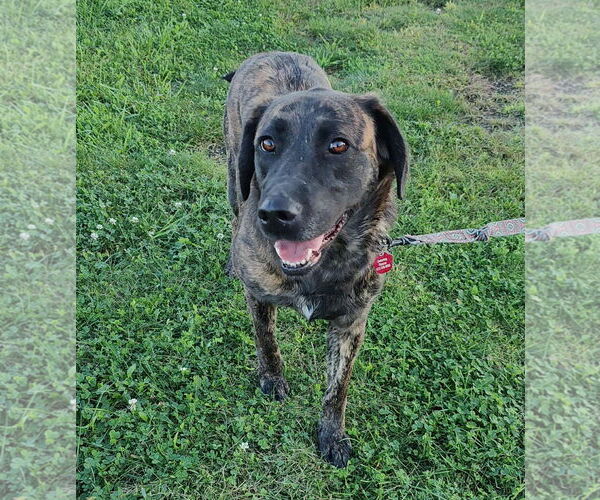 Medium Photo #2 Mutt Puppy For Sale in St. Louis Park, MN, USA