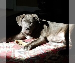 Neapolitan Mastiff Puppy for sale in AUSTIN, TX, USA