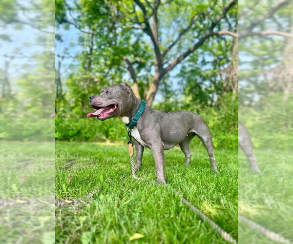 Medium Photo #10 American Staffordshire Terrier Puppy For Sale in Lawrenceville, NJ, USA