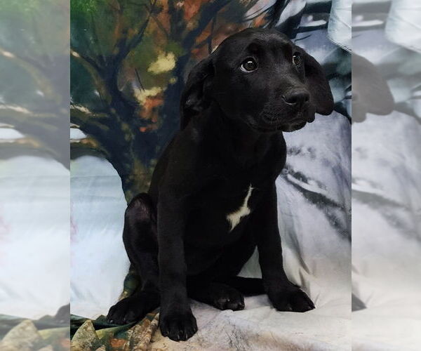 Medium Photo #2 Bulldog-Labrador Retriever Mix Puppy For Sale in Wetumpka, AL, USA