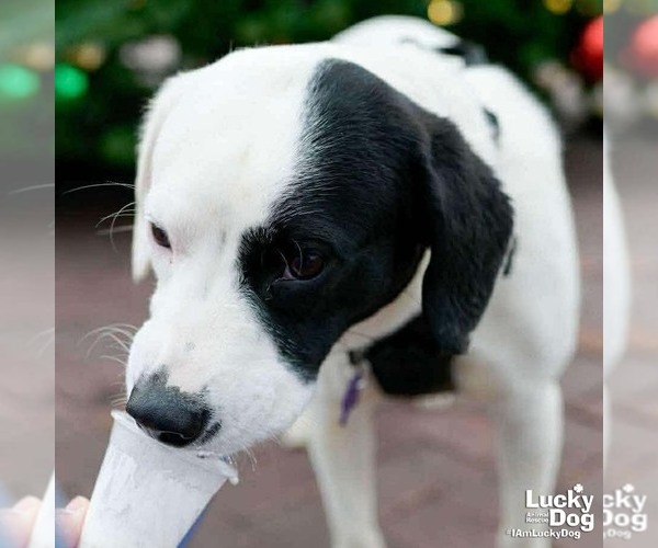 Medium Photo #3 Colonial Cocker Spaniel-Retriever  Mix Puppy For Sale in Washington, DC, USA