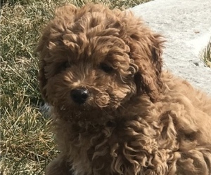Cavalier King Charles Spaniel-Poodle (Toy) Mix Puppy for sale in HOOPER, UT, USA