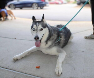 Hachi - Male Siberian Husky Dog for Adoption - Photo #5