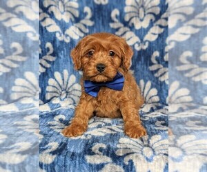 Cavapoo Puppy for sale in QUARRYVILLE, PA, USA