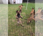 Litter of 6 - Male(s) and Female(s) Belgian MalinoisLitter of Puppies for Sale - Photo #13