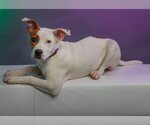 Small Photo #22 American Bulldog-Staffordshire Bull Terrier Mix Puppy For Sale in Mooresville, NC, USA