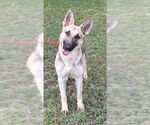 Small German Shepherd Dog Mix
